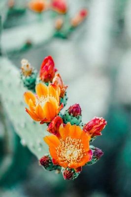  Desert Flowers: A Journey Through Egypt - Where Ancient Sands Whisper Stories of Resilience and Beauty